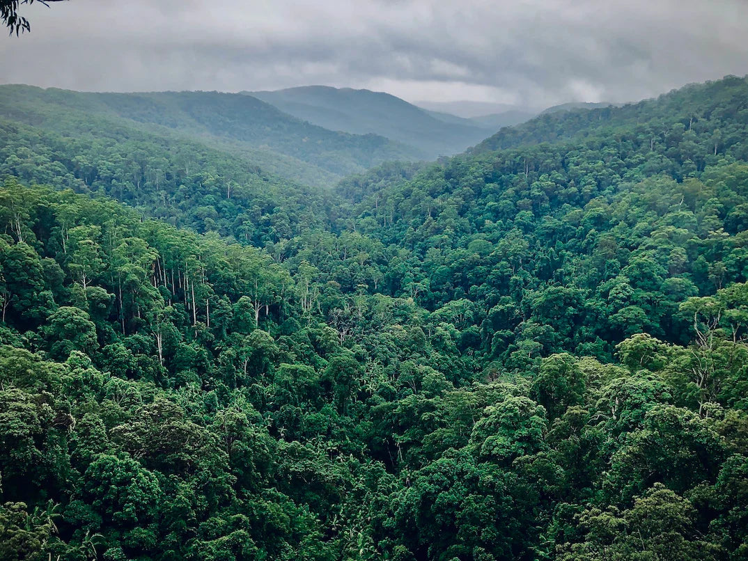 MÁS ALLÁ DEL SELLO ECO: POR QUÉ EN LOV2B APOSTAMOS POR LA NATURALIDAD REAL Y LA SOSTENIBILIDAD BIOTECNOLÓGICA
