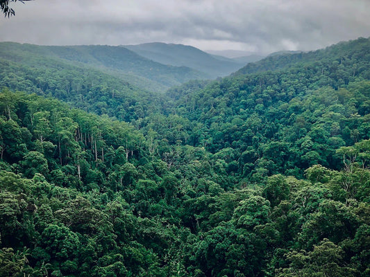 MÁS ALLÁ DEL SELLO ECO: POR QUÉ EN LOV2B APOSTAMOS POR LA NATURALIDAD REAL Y LA SOSTENIBILIDAD BIOTECNOLÓGICA