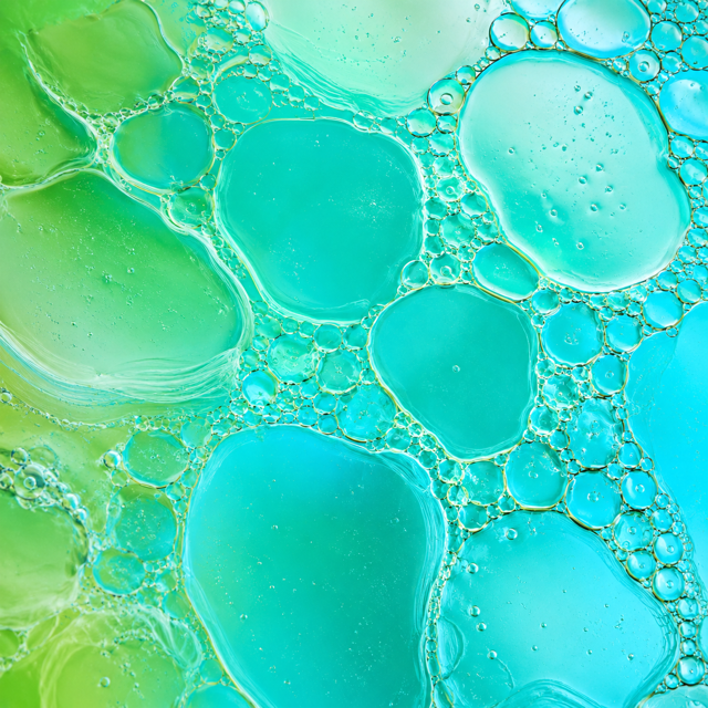 TGFB2 Vegetal · Reneseed 